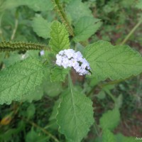 Heliotropium indicum L.